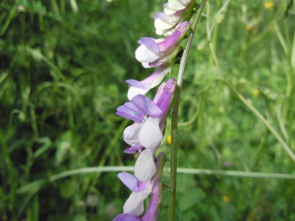 Fabacea - Vicia sp.